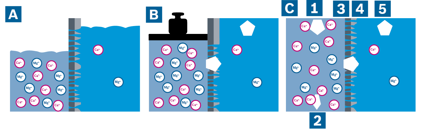 Visualisation of osmotic pressure (A), reverse osmosis by pressure charging on the concentrate side (B) and the continuous reverse osmosis process (C)